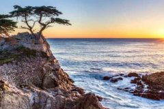 Lone-Cypress