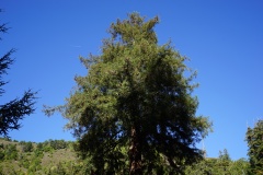 DSC04507