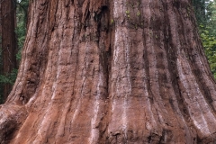 Giant sequoia base