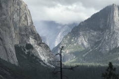 yosemite36